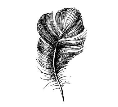 Beyaz arkaplanda el çizimi tüy