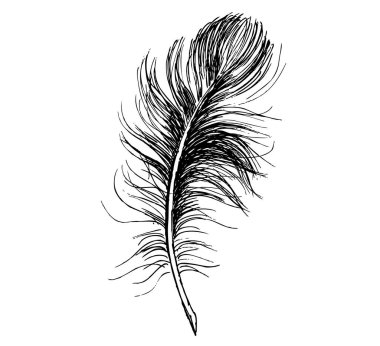 Beyaz arkaplanda el çizimi tüy