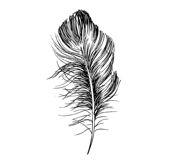 Pluma Dibujada Mano Sobre Fondo Blanco — Vector de stock