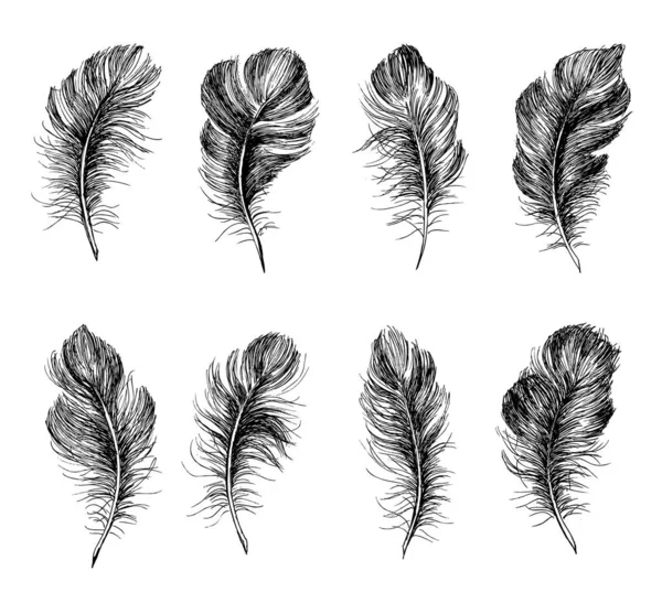 Plumes Dessinées Main Sur Fond Blanc — Image vectorielle