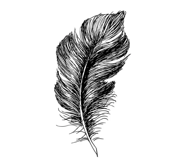 Pluma Dibujada Mano Sobre Fondo Blanco — Vector de stock