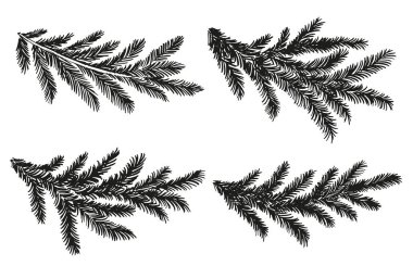 beyaz Noel ağacı dalı