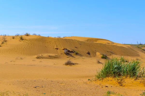 Panorama Semi Desert Withered Grass — Stock Photo, Image