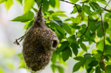 Avrasya çulha veya Remiz pendulinus bir yuva inşa