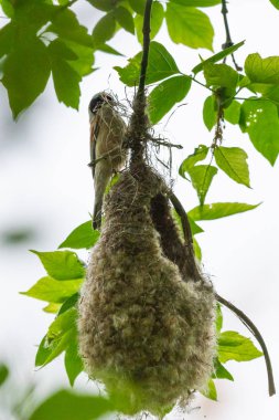 Avrasya çulha veya Remiz pendulinus bir yuva inşa