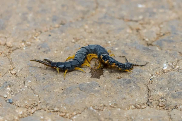 Звичайна Пустельна Комаха Centipede Або Scolopendra Polymorpha — стокове фото