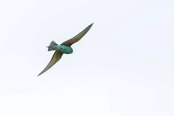 Rodillo Europeo Coracias Garrulus Hábitat Natural — Foto de Stock