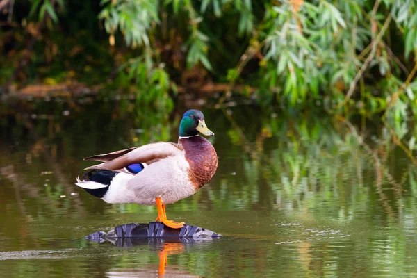 Canard Colvert Mâle Anas Platyrhynchus Sur Étang — Photo