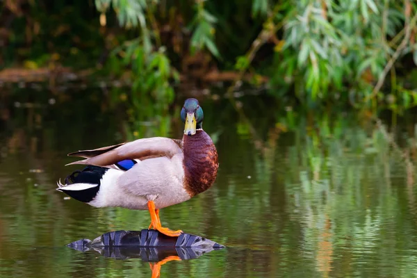 Muž Kachna Nebo Anas Platyrhynchus Rybníku — Stock fotografie