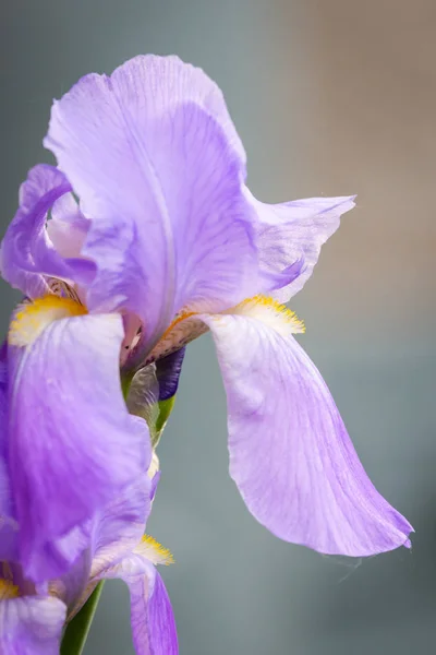 Close Lilac Iris Flower Grey Background — Stock Photo, Image