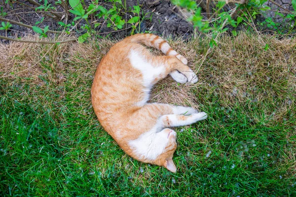 Slapen Tuin Met Madeliefjes Gras Kat — Stockfoto