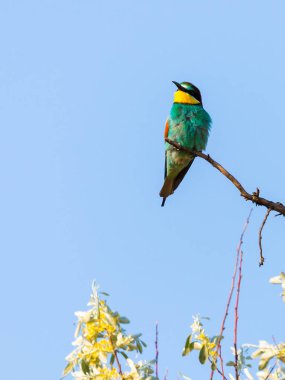 Avrupa arı kuşugiller veya arı kuşu apiaster dalı.