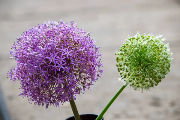 Μοβ Και Νέων Allium Πράσινο Κρεμμύδι Λουλούδι Στον Κήπο — Φωτογραφία Αρχείου