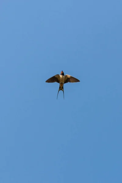Engolir Celeiro Hirundo Rustica Voar Rápido Céu Azul — Fotografia de Stock
