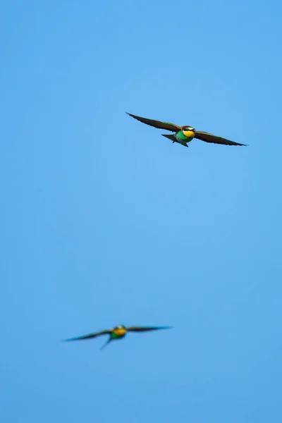 Dos Pájaros Abejorros Cazando Cielo Joya Voladora Comedor Abejas Europeo — Foto de Stock