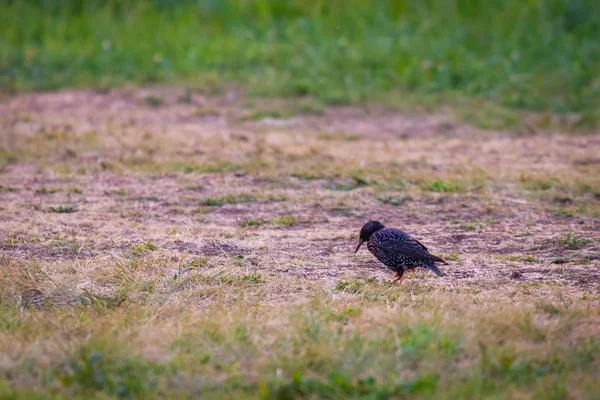 Černý Ptáček Který Loví Zemi Zelené Trávě — Stock fotografie