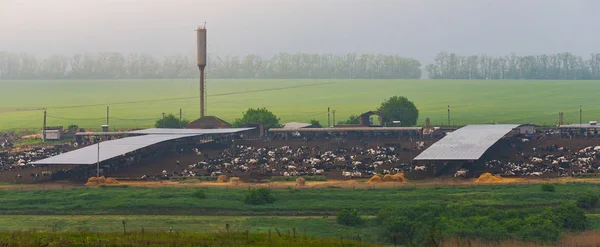 Granja Vacas Campo Verde Por Mañana — Foto de Stock