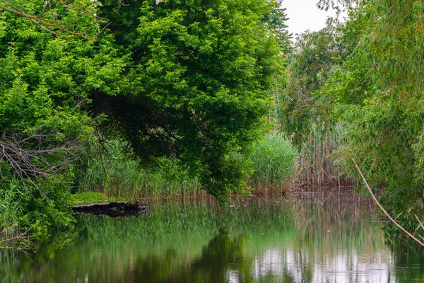 Fiume Calmo Con Albero Sulla Riva Nella Regione Rurale — Foto Stock