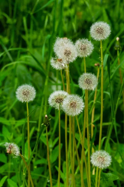 Puszysty Kwiat Mniszka Lekarskiego Tle Letniego Krajobrazu — Zdjęcie stockowe