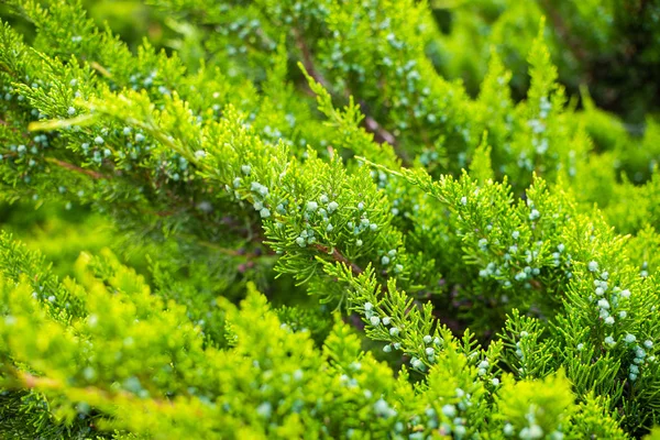 Thuja Orientalis Pine Tree Com Foco Suave Macro Shot Para — Fotografia de Stock