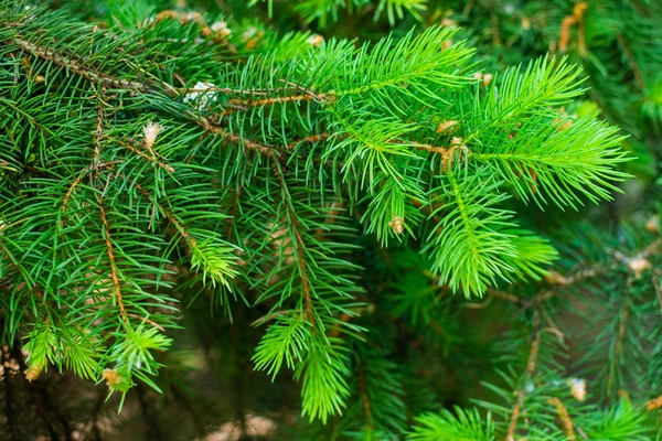 Unga Fir Nålar Lemmar Knoppar Olika Färg Naturen — Stockfoto