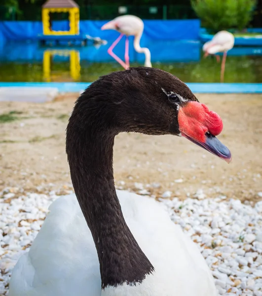 Portrait of white swan with black neck.