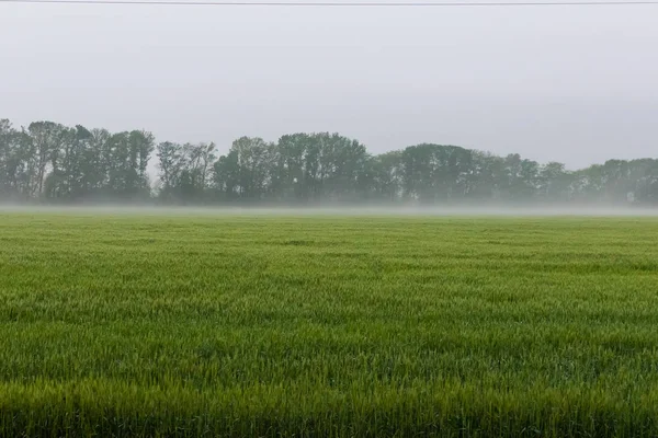 Drömmande Grön Äng Med Vildklöver Skandinaviska Naturen — Stockfoto