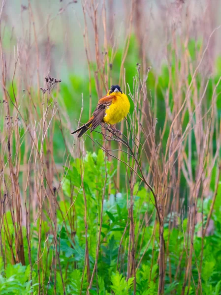 Que Quer Que Seja Emberiza Citrinella Pássaro Amarelo Com Cabeça — Fotografia de Stock
