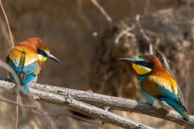 Avrupa Bee-eaters arı kuşu apiaster oturan ve çiftleşme sırasında güzel bir dalda, gösteriş.