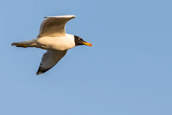 Vliegende Meeuw Zwart Headed Gull Chroicocephalus Ridibundus Zwart Headed Gull — Stockfoto