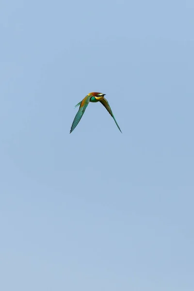 Europeu Abelha Comedor Merops Apiaster Está Voando Céu — Fotografia de Stock