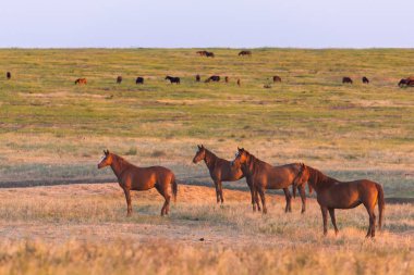 Gün doğumunda çayırda otlayan vahşi atlar. Doğadaki Özgürlük kavramı