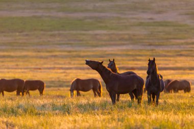 Gün doğumunda çayırda otlayan vahşi atlar. Doğadaki Özgürlük kavramı