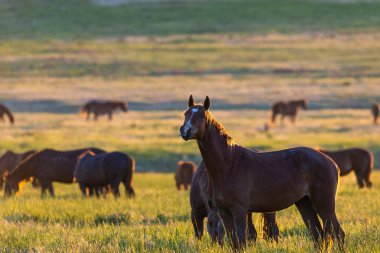 Gün doğumunda çayırda otlayan vahşi atlar. Doğadaki Özgürlük kavramı