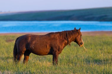 Gün doğumunda çayırda otlayan vahşi atlar. Doğadaki Özgürlük kavramı