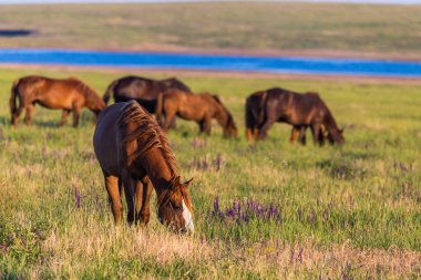 Gün doğumunda çayırda otlayan vahşi atlar. Doğadaki Özgürlük kavramı