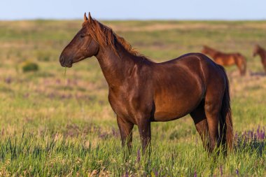 Vahşi atlar gün batımında çayırda otlar..