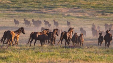 Vahşi atlar gün batımında çayırda otlar..