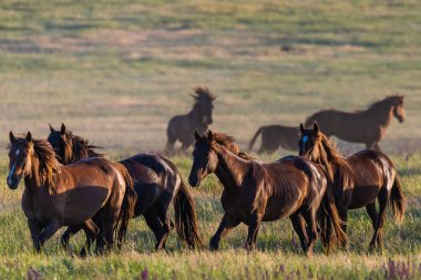 Vahşi atlar gün batımında çayırda otlar..