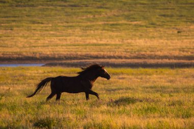 Vahşi atlar gün batımında çayırda otlar..