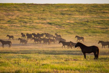 Gün doğumunda çayırda otlayan vahşi atlar. Doğadaki Özgürlük kavramı