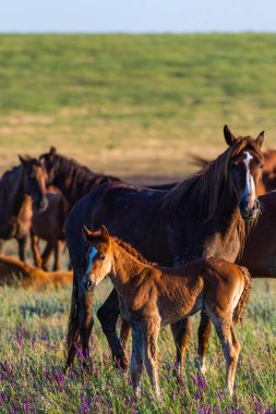 Vahşi hayatta vahşi atlar, kısraklar ve taylar.