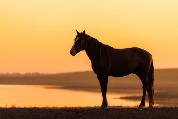 Caballo Salvaje Vida Silvestre Atardecer Dorado — Foto de Stock