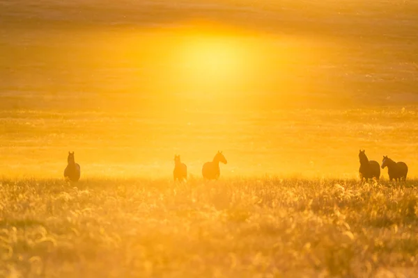 Caballo Salvaje Vida Silvestre Atardecer Dorado — Foto de Stock