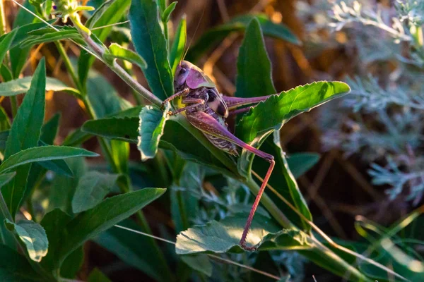 Warzenbeißer Oder Decticus Verrucivorus Grünen Gras — Stockfoto