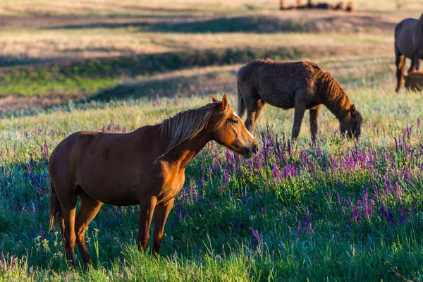 말들이 초원에서 있습니다 자유에 — 스톡 사진