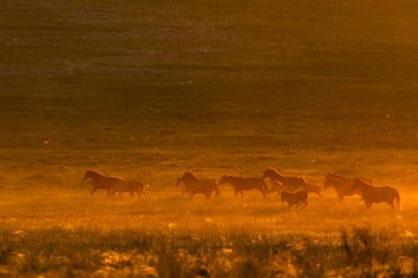 Vahşi at altın günbatımında vahşi hayatta.