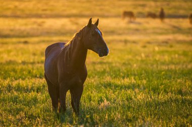Gün doğumunda çayırda otlayan vahşi atlar. Doğadaki Özgürlük kavramı