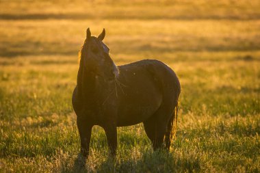 Gün doğumunda çayırda otlayan vahşi atlar. Doğadaki Özgürlük kavramı