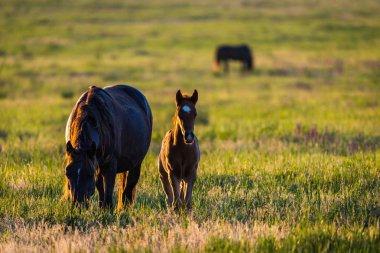 Vahşi hayatta vahşi atlar, kısraklar ve taylar.